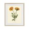 Stupell Industries Twin Marigold Blooms Framed Print Under Glass, design by Connie Resch